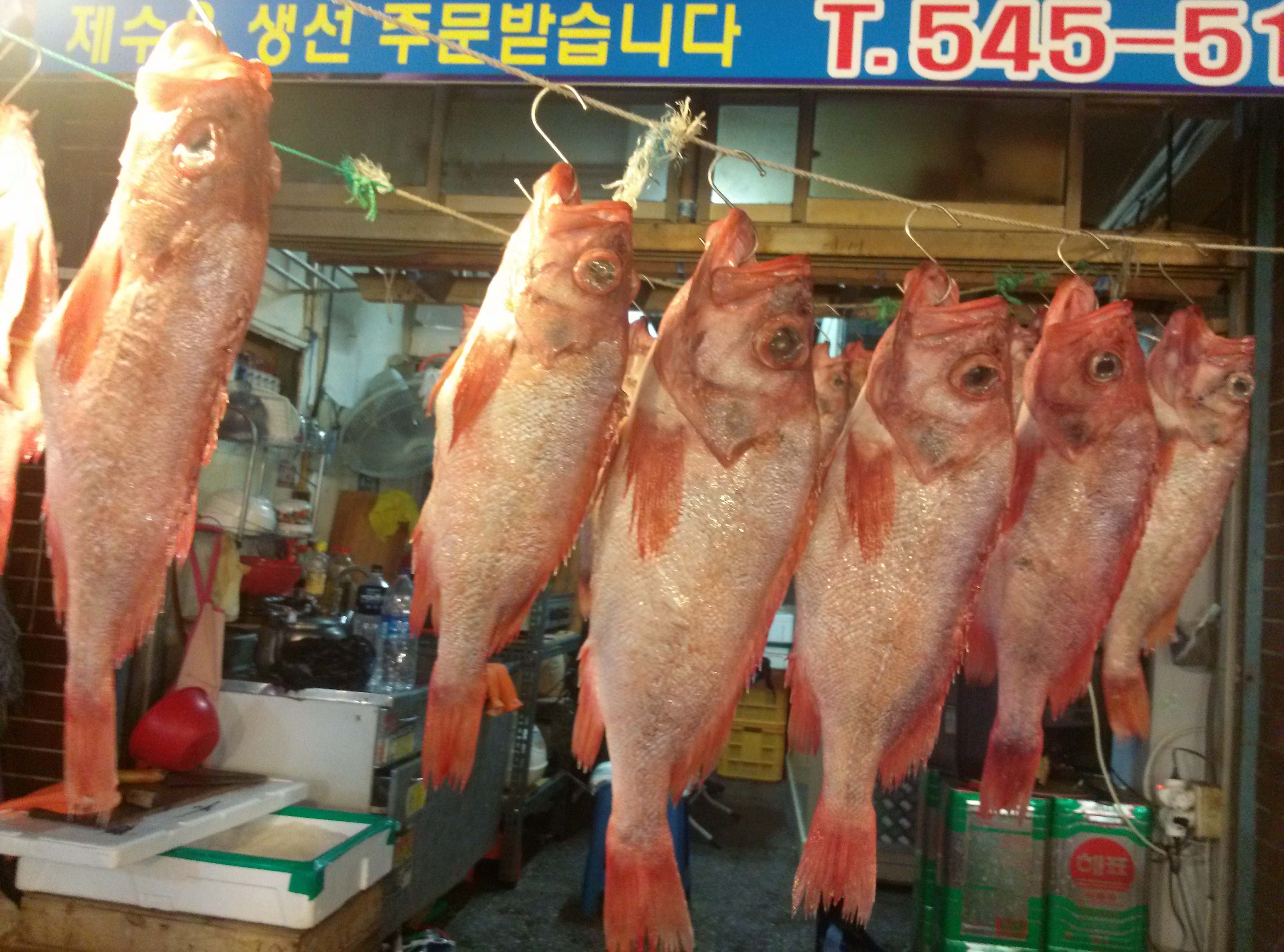 반건조생선 말린생선 빨간고기 37-41cm 3마리 파는곳 싱싱수산 - 상세 이미지 4