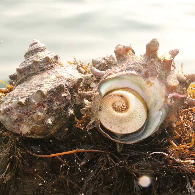 해녀가 직접 잡은 산지직송 통영 자연산 뿔소라 1kg