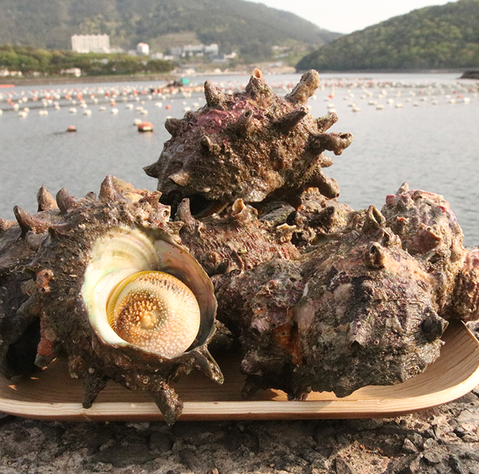 해녀가 직접 잡은 산지직송 통영 자연산 뿔소라 1kg - 상세 이미지 3