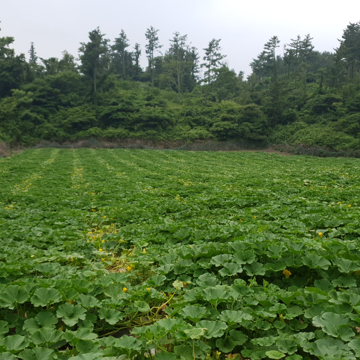 제주도 미니 밤호박 미니 단호박 보우짱 3kg 5kg 10kg - 상세 이미지 5