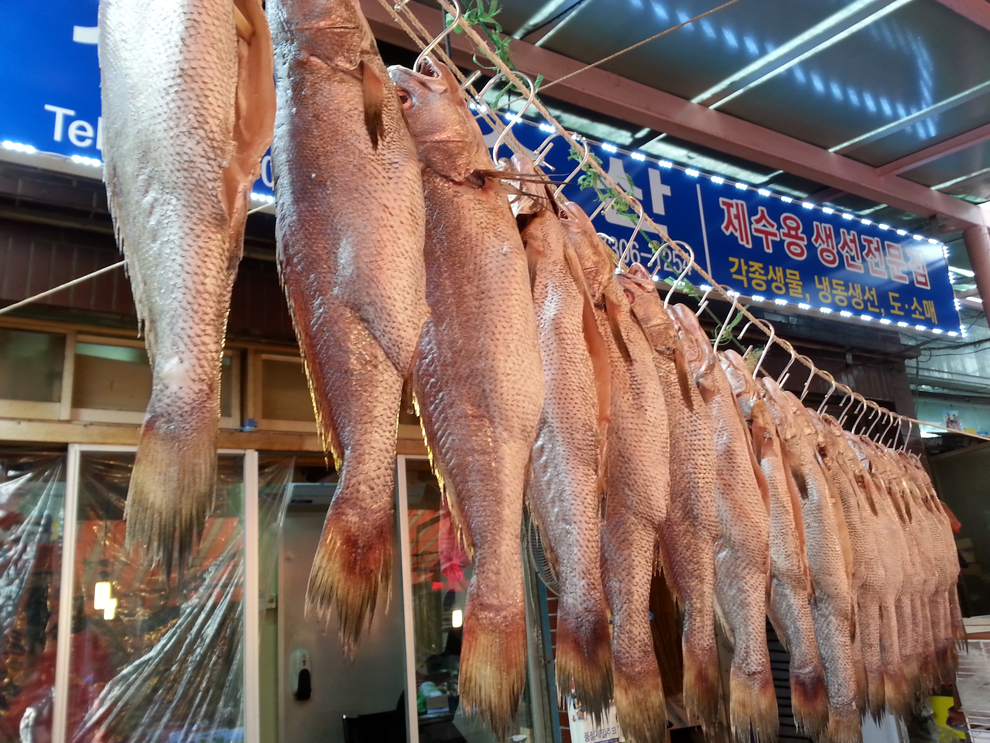 제수용생선 국산민어 39-40cm 생선맛집 싱싱수산 - 상세 이미지 2