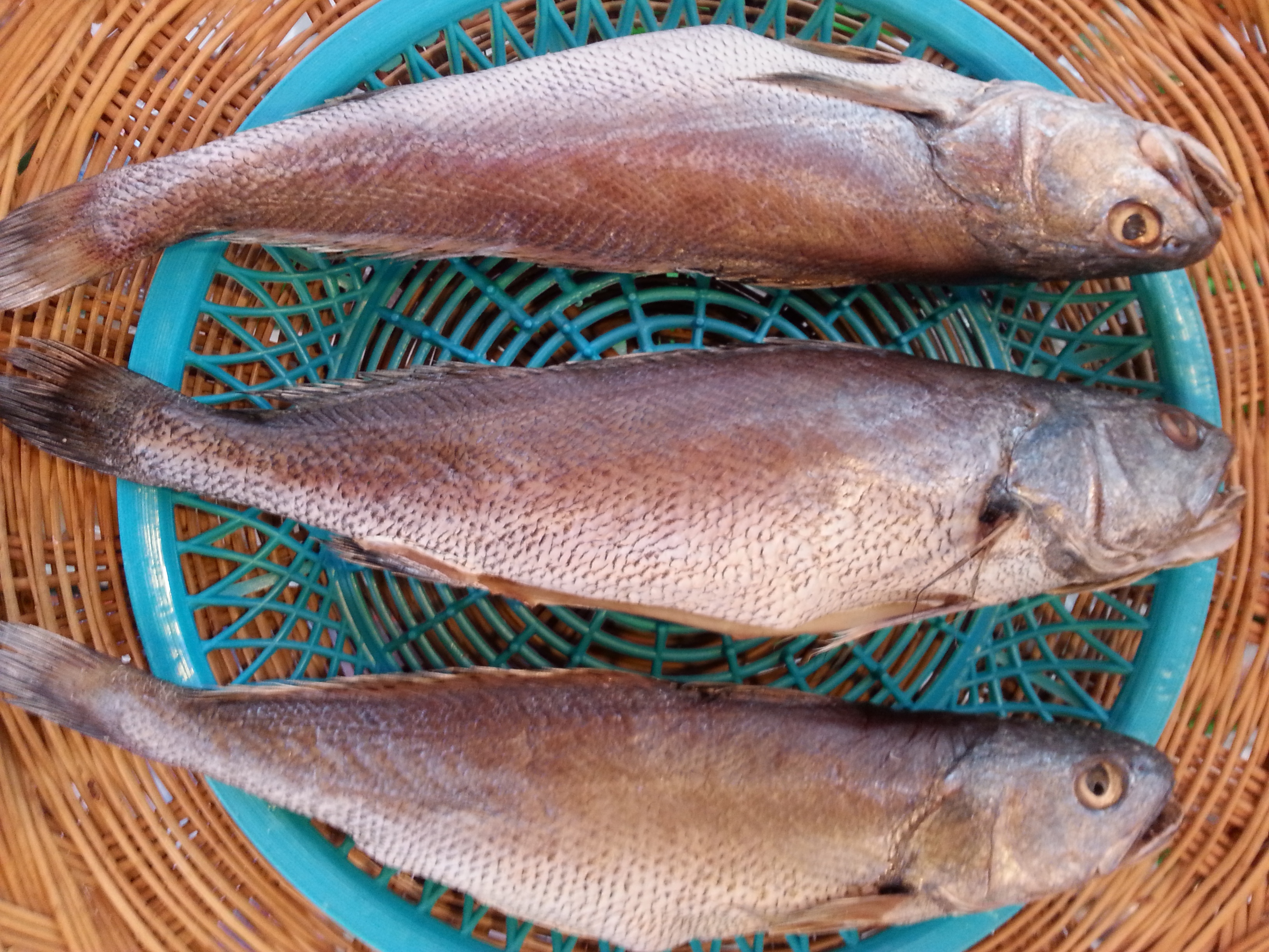 제수용생선 (도미 민어) 37-38cm 조기 37-38cm 서대 3마리 자숙문어 1kg - 상세 이미지 4
