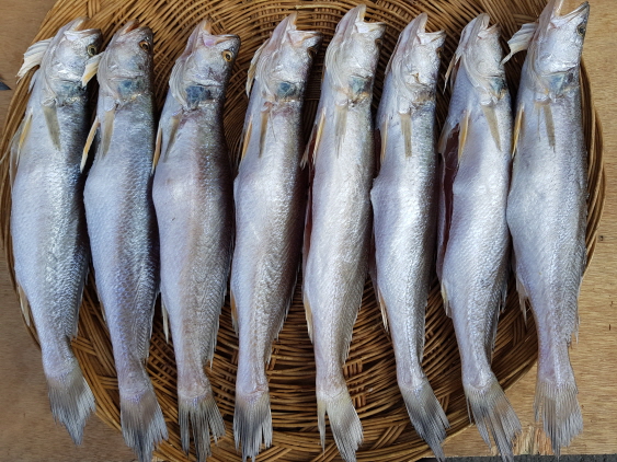 반건조생선 뾰족조기 33-34cm 3마리 파는곳 싱싱수산 이미지 6