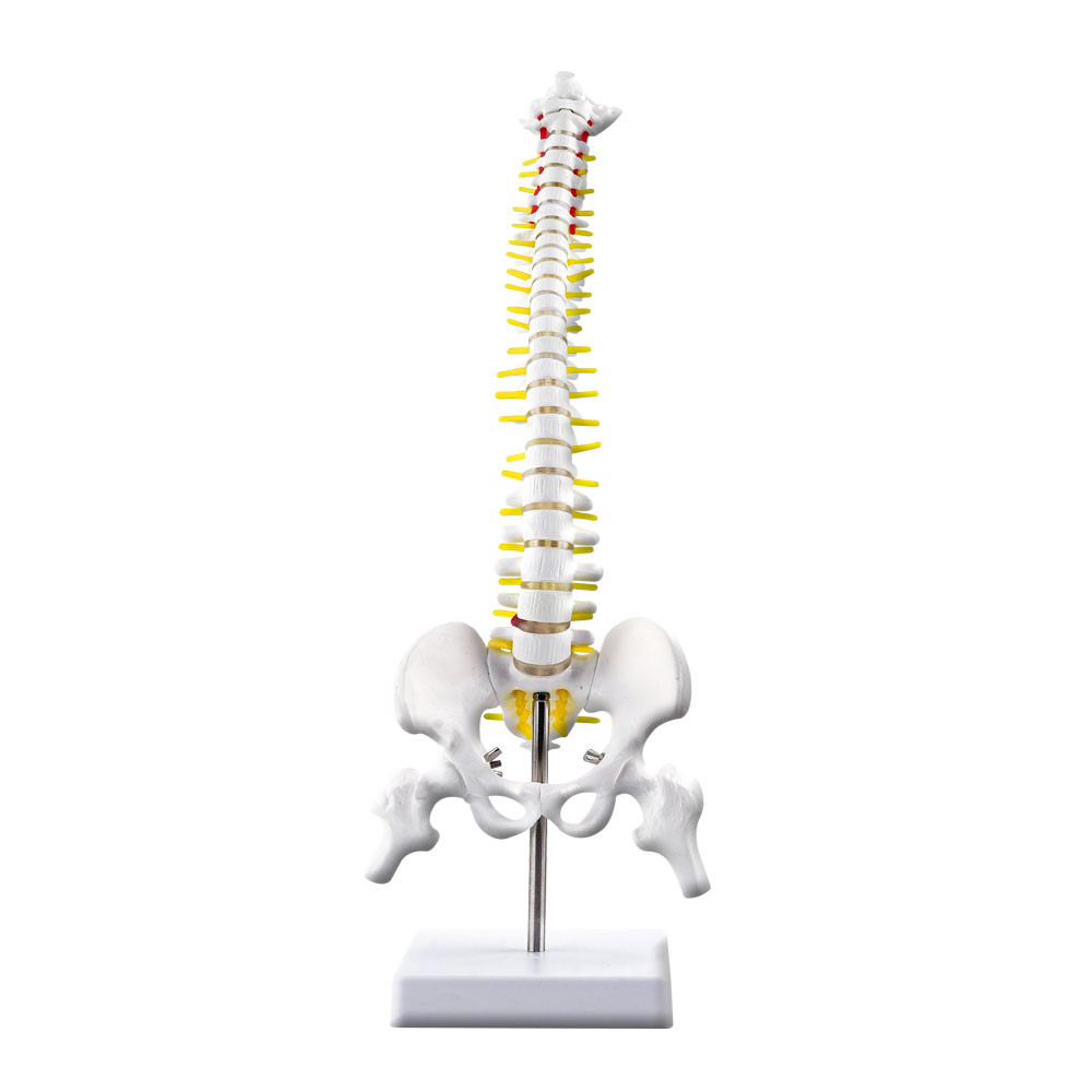 카르빈 척추모형 디테일 요추 경추 45cm - 상세 이미지 2