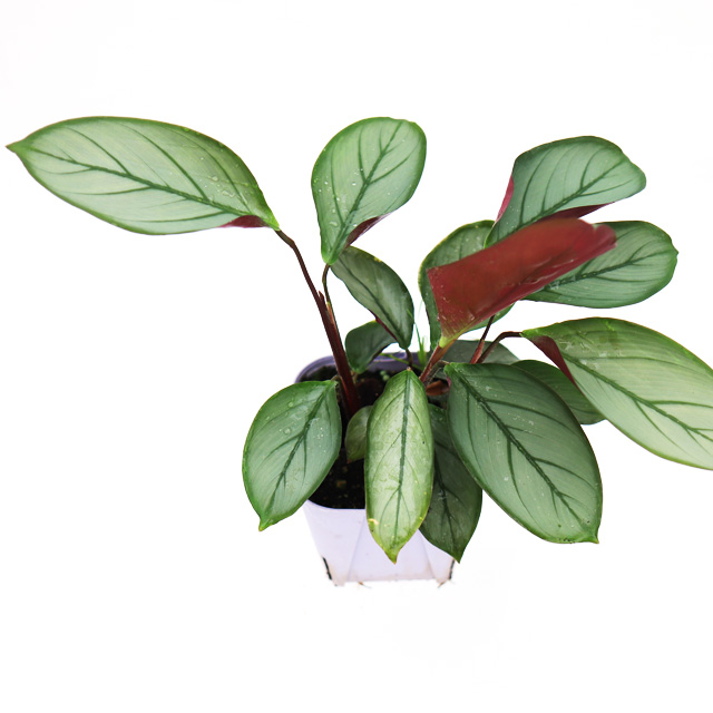 아마그리스 칼라데아 그레이스타 실버스타 실내공기정화식물 키우기 좋은 쉬운 인테리어