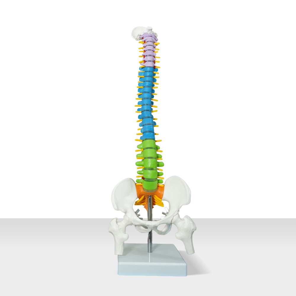 카르빈 척추모형 디테일 요추 경추 45cm - 상세 이미지 3