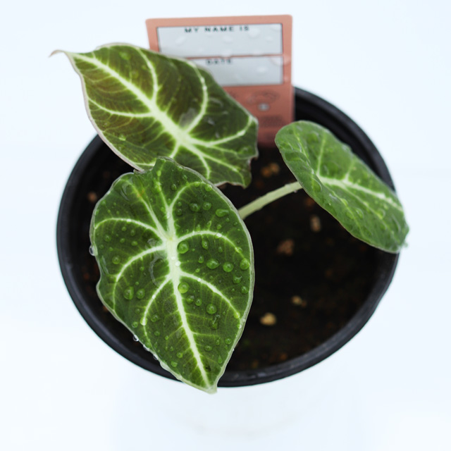 벨벳알로카시아