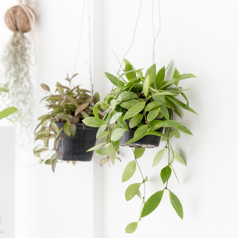 호야 행잉식물 행잉플랜트 덩굴 넝쿨 키우기쉬운 식물 공중 늘어지는 음지 화분 플랜테리어 제품 이미지