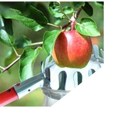 과일 따개 과일 따는 도구 감 따기 과수원 수확기 A형 이미지 6