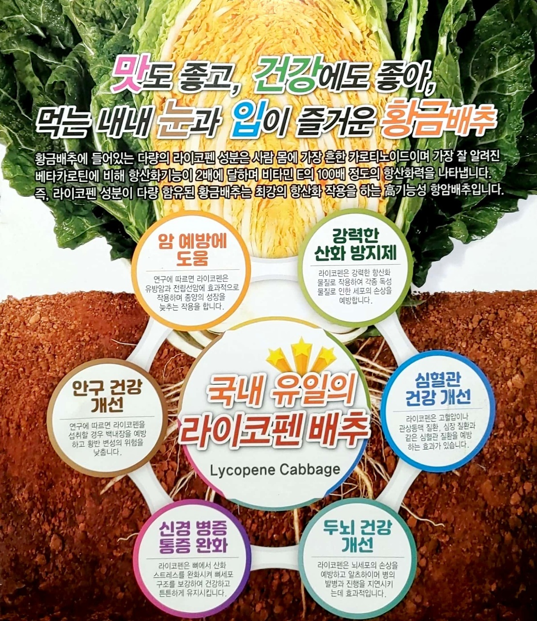 김장배추 황금배추 골드김장80 500립 라이코펜 함유 - 상세 이미지 3