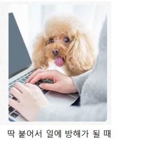 강아지현관문 개벽 개문 강아지 출입 문 반려견 안전문 낮은 현관 펜스문 애견 애완견