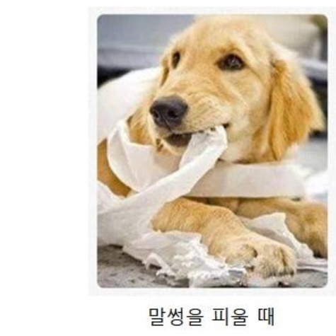 강아지현관문 개벽 개문 강아지 출입 문 반려견 안전문 낮은 현관 펜스문 애견 애완견