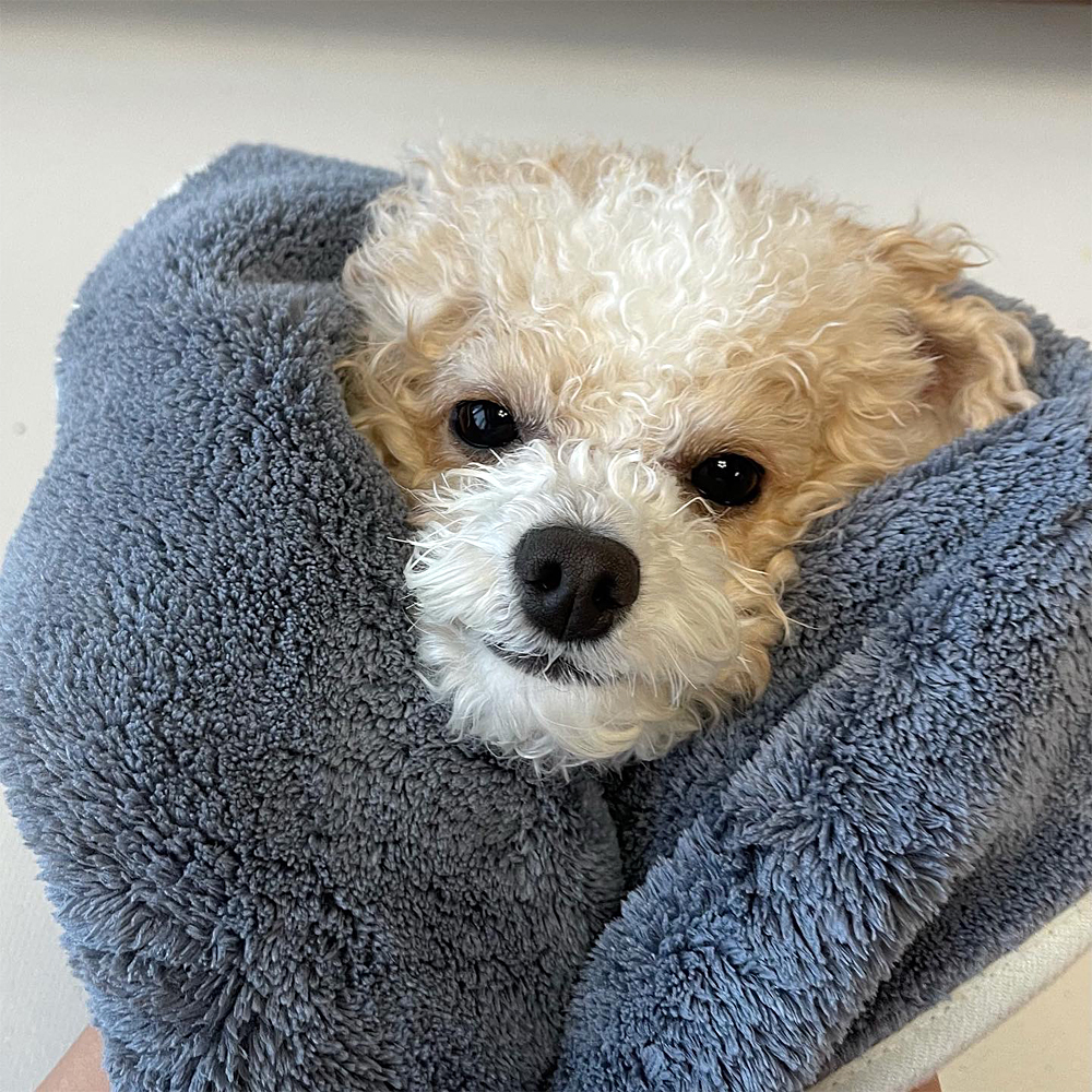더플래 강아지 고양이 목욕 수건 펫 드레스 타월 S 이미지 8