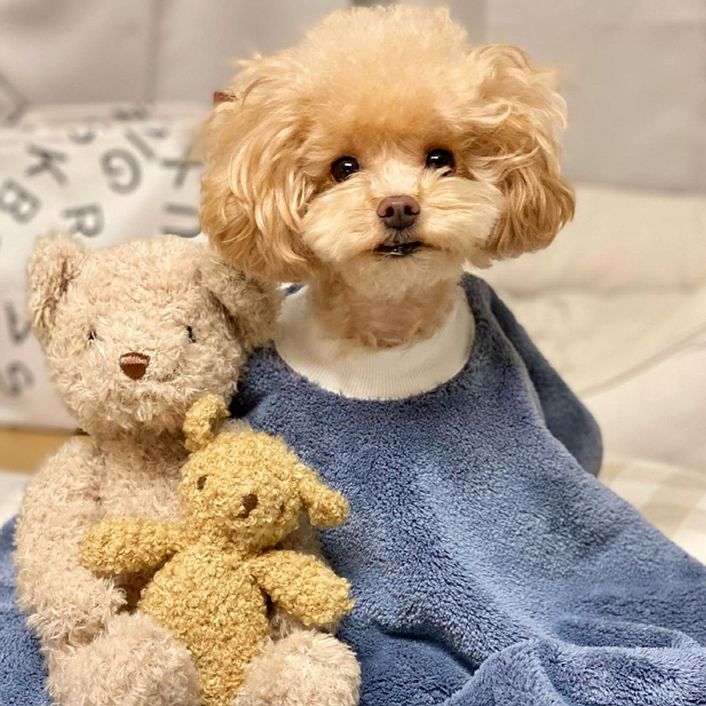 더플래 강아지 고양이 목욕 수건 펫 드레스 타월 S - 상세 이미지 5