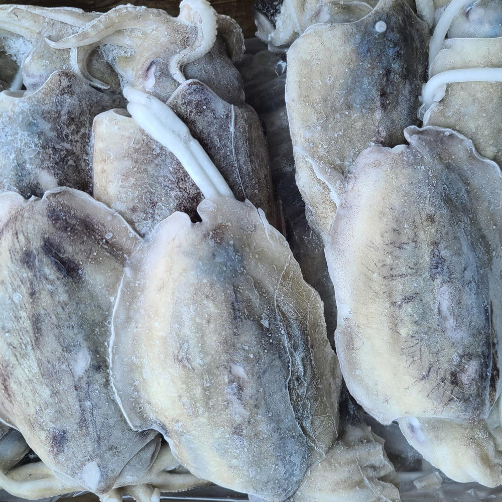 갑오징어 700-1000g (10마리전후) 9kg 냉동오징어 - 상품 이미지