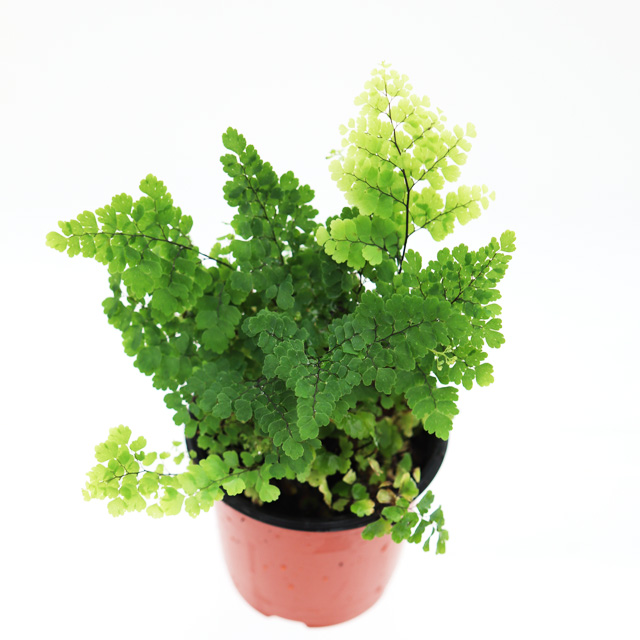 아디안텀 고사리 공기정화식물 raddianum fragrans 음지 양치 - 상품 이미지