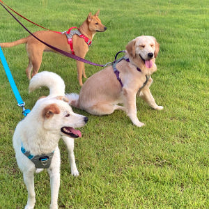 강아지 하네스 대형견하네스 앞섬방지 가슴줄 중형견 H형 진돗개 S 솔직 후기 | 실제 사용자 리뷰 총정리 - 상품 이미지 4