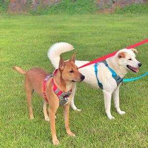 강아지 하네스 대형견하네스 앞섬방지 가슴줄 중형견 H형 진돗개 S 솔직 후기 | 실제 사용자 리뷰 총정리 - 상품 이미지 2