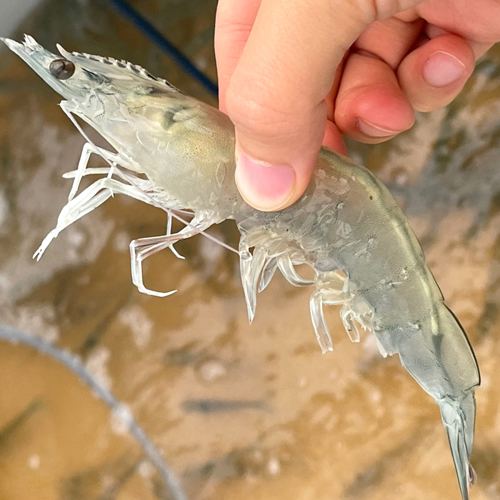 생새우 활새우 왕새우 흰다리새우 1kg 바이오플락 생 새우 회 소금구이 : 씽씽농수산