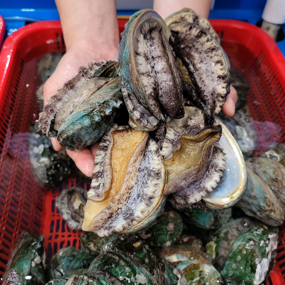 완도 산지직송 활 전복 1kg 특대 6-40미 사이즈별 전복