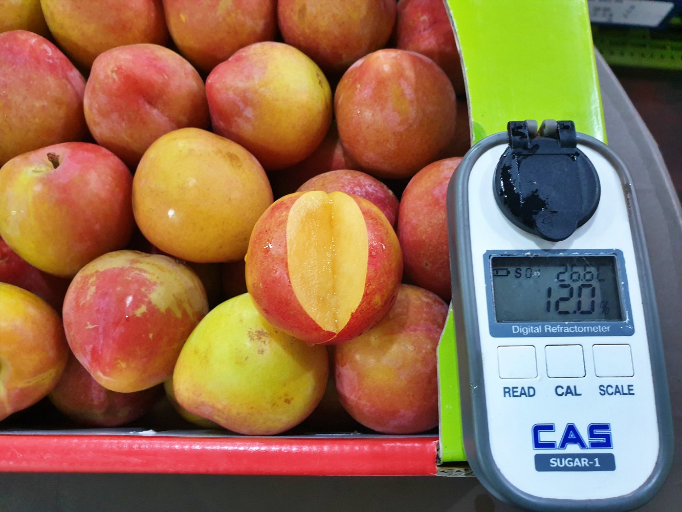 의성옥자두 후무사 도담 추이 추희 자두 1kg 2kg 3kg 5kg 소과 중과 대과 경북 - 상품 이미지