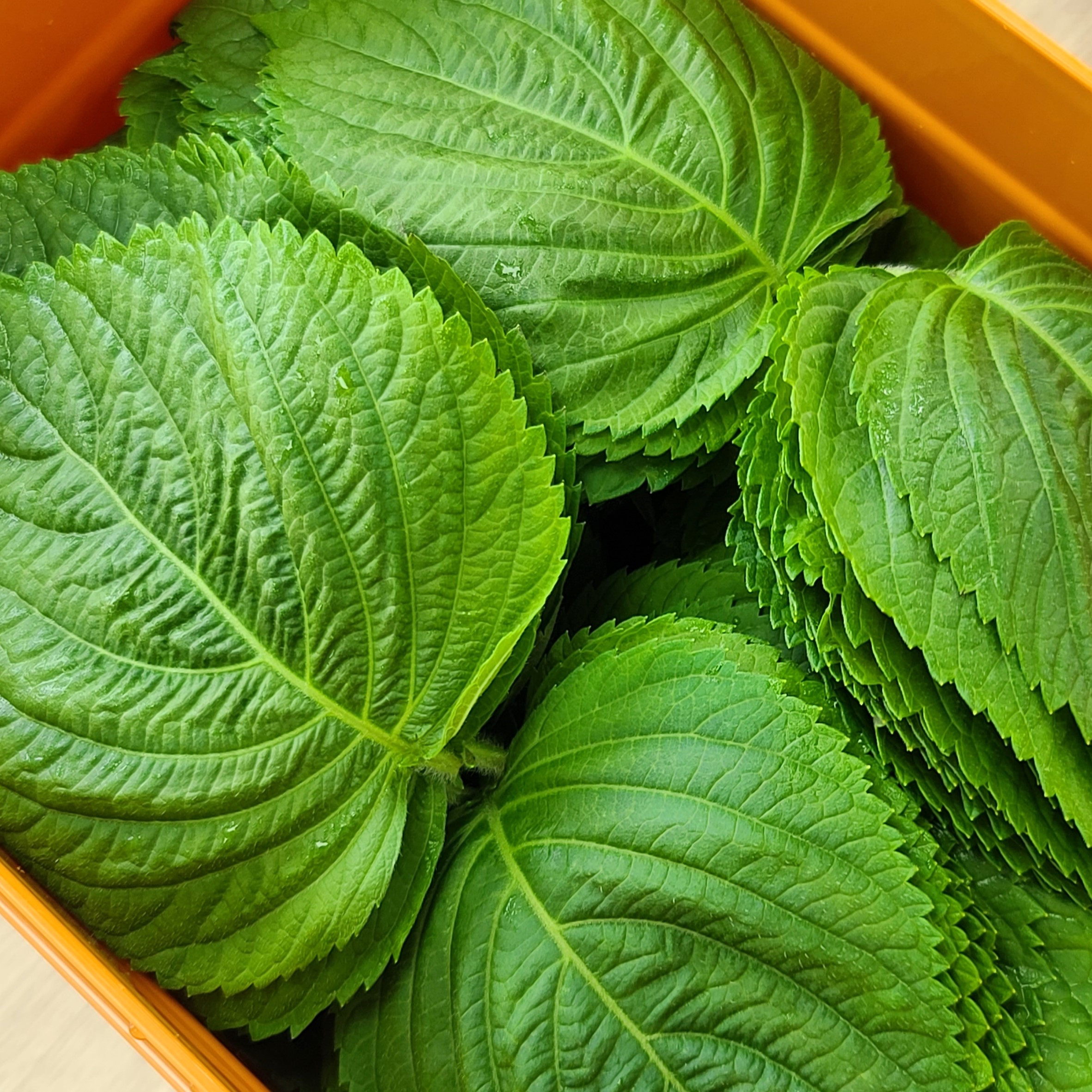 (기절반찬) 기절간장 깻잎 장아찌 국산 반찬 500g - 상세 이미지 4
