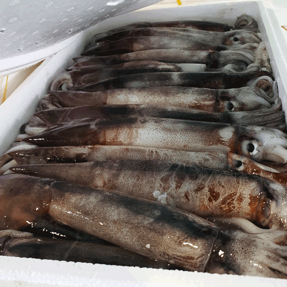 통찜 총알초코 오징어 채낚이 오징어 생물 급냉 이미지 6