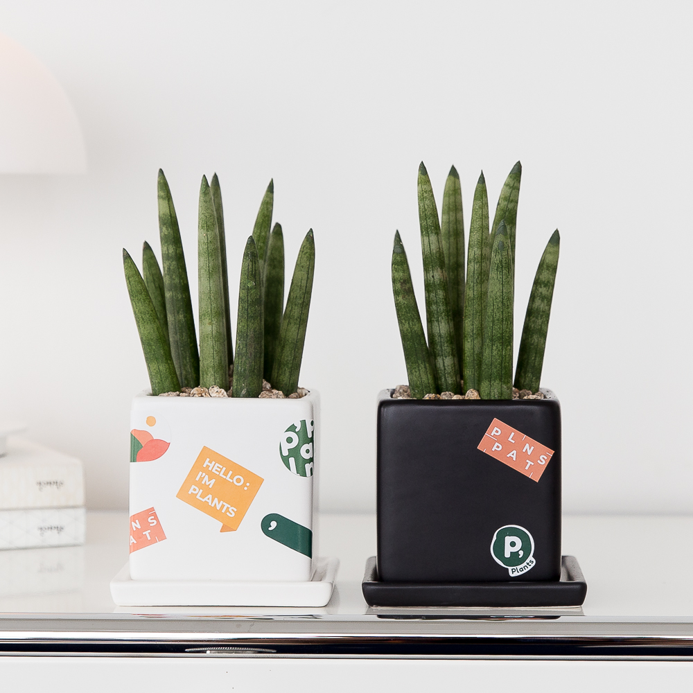 로켓 스투키 모던 화분 키우기쉬운 반려 식물 인테리어 플랜테리어 승진화분