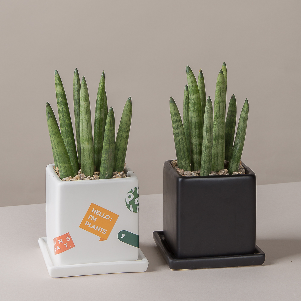 로켓 스투키 모던 화분 키우기쉬운 반려 식물 인테리어 플랜테리어 승진화분