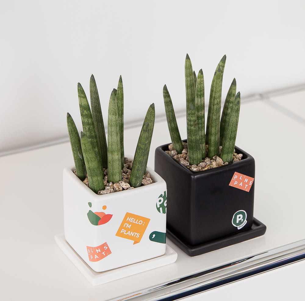 로켓 스투키 모던 화분 키우기쉬운 반려 식물 인테리어 플랜테리어 승진화분