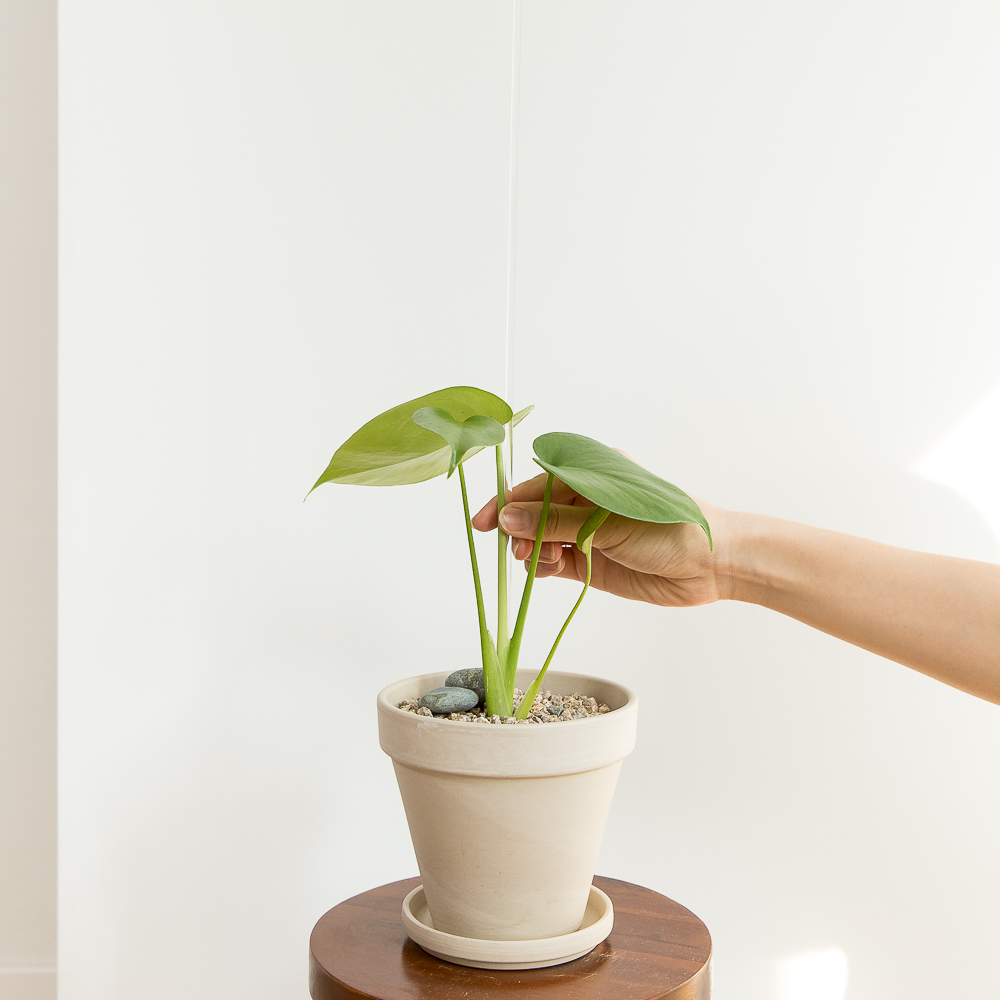 피플랜트 대나무 지지대 50cm 3개 - 상세 이미지 3