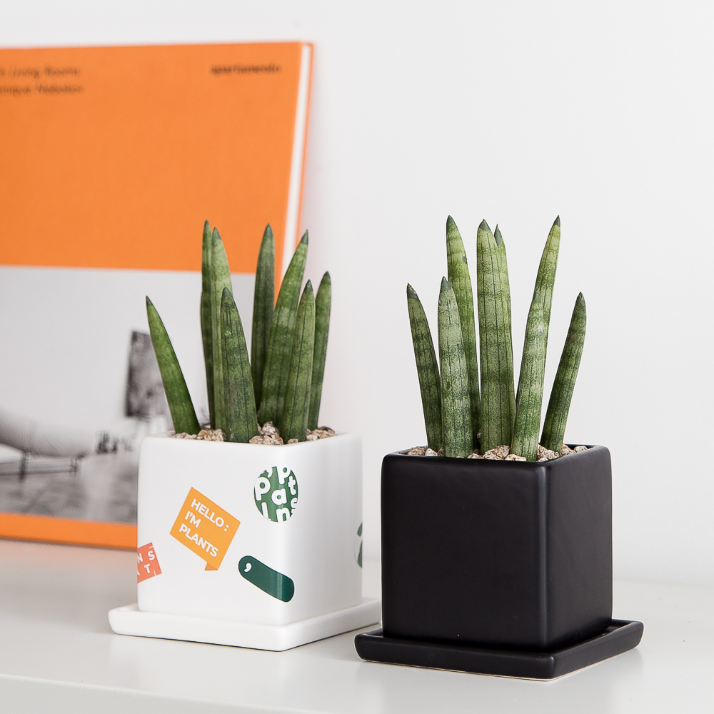 로켓 스투키 모던 화분 키우기쉬운 반려 식물 인테리어 플랜테리어 승진화분