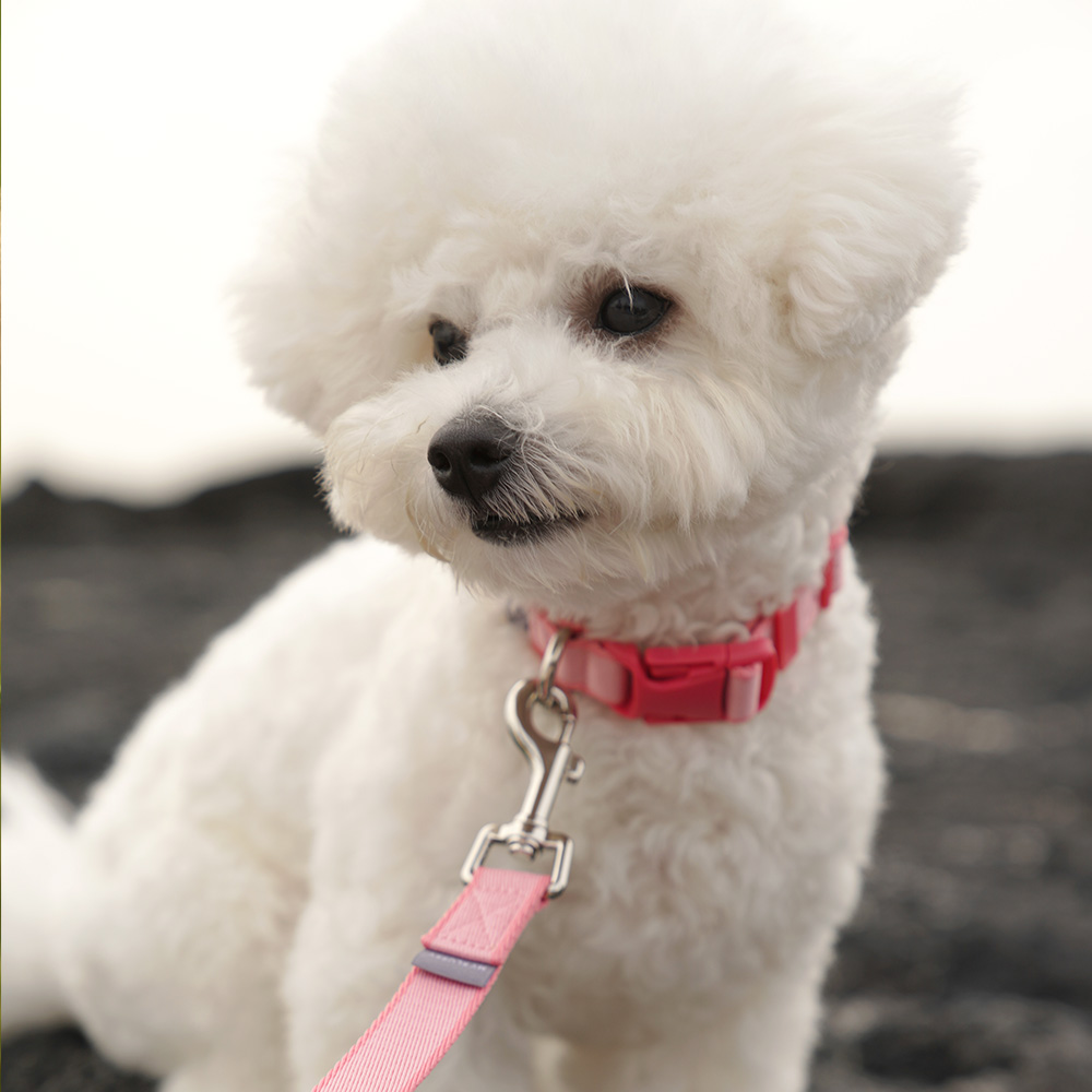 마이플러피 강아지목줄 애견목줄 소형견 중형견 핏칼라 이미지 4