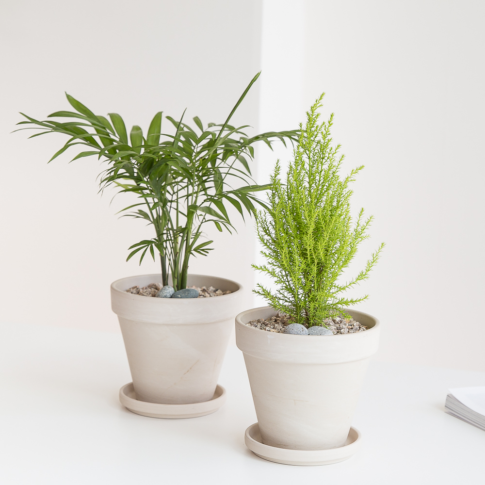 피플랜트 몬스테라 화이트토분 키우기 쉬운 반려 식물 인테리어 플랜테리어