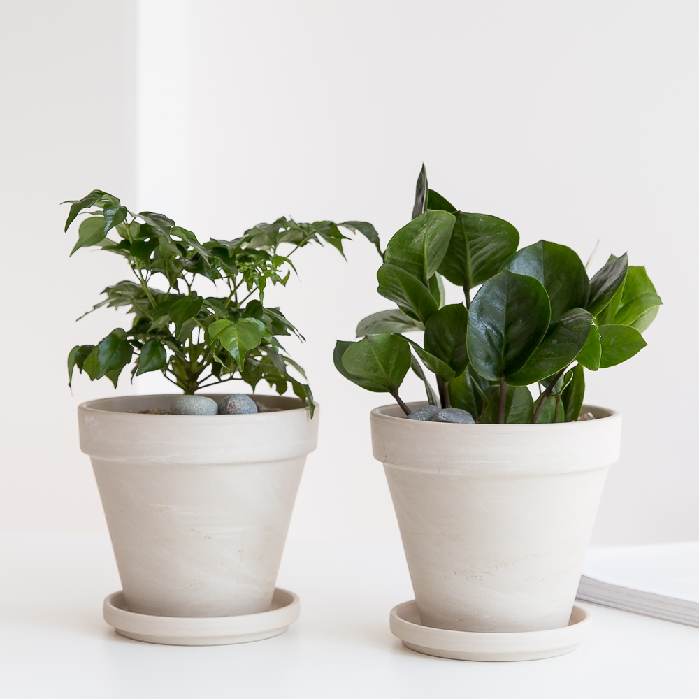 피플랜트 몬스테라 화이트토분 키우기 쉬운 반려 식물 인테리어 플랜테리어