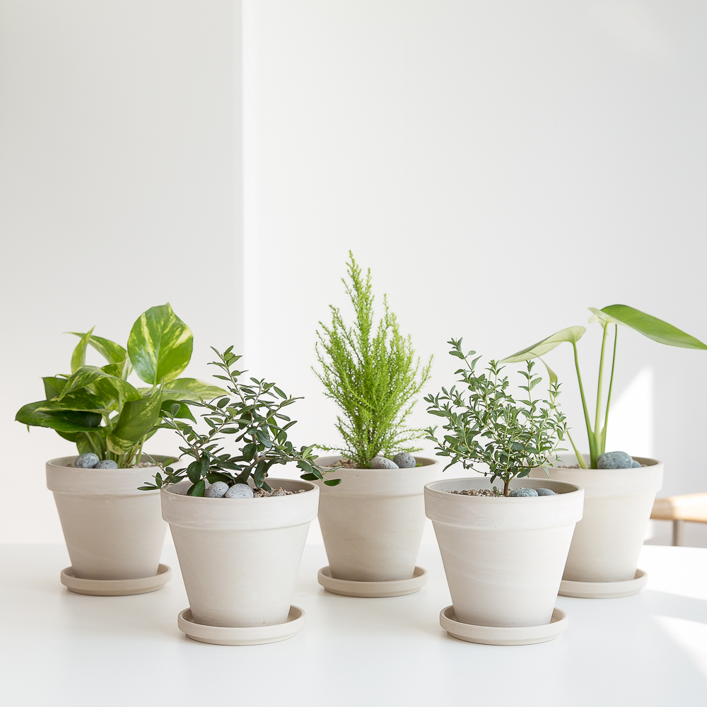 피플랜트 몬스테라 화이트토분 키우기 쉬운 반려 식물 인테리어 플랜테리어