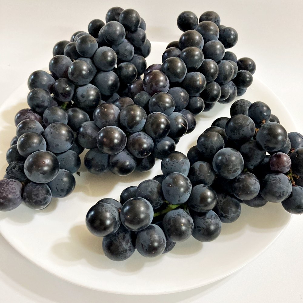 영동 겨울포도 세레단 세르단 켐벨포도 1kg 2kg 3kg - 상세 이미지 3