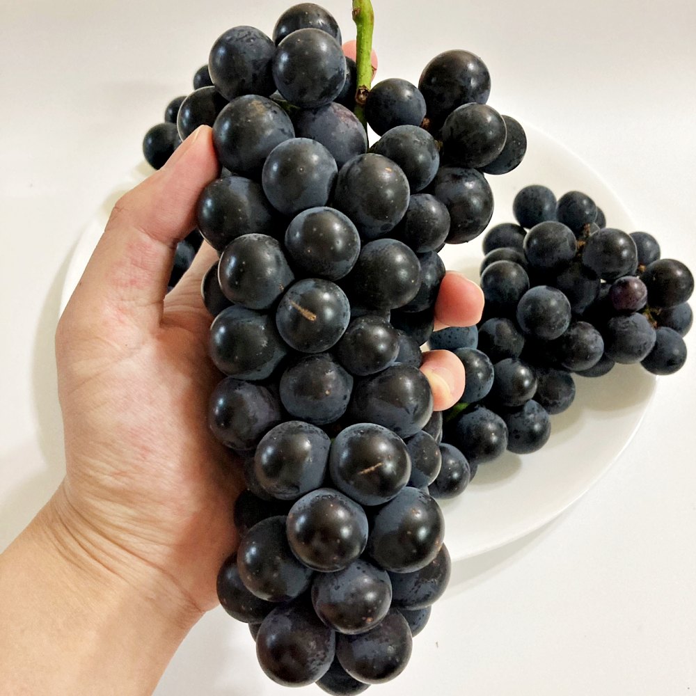 영동 겨울포도 세레단 세르단 켐벨포도 1kg 2kg 3kg - 상세 이미지 5