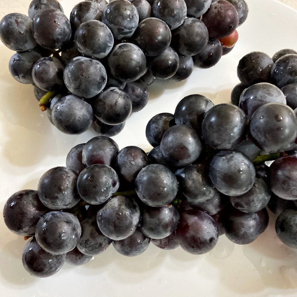 송산 대부도 캠벨포도 켐벨포도 1kg 2kg 3kg