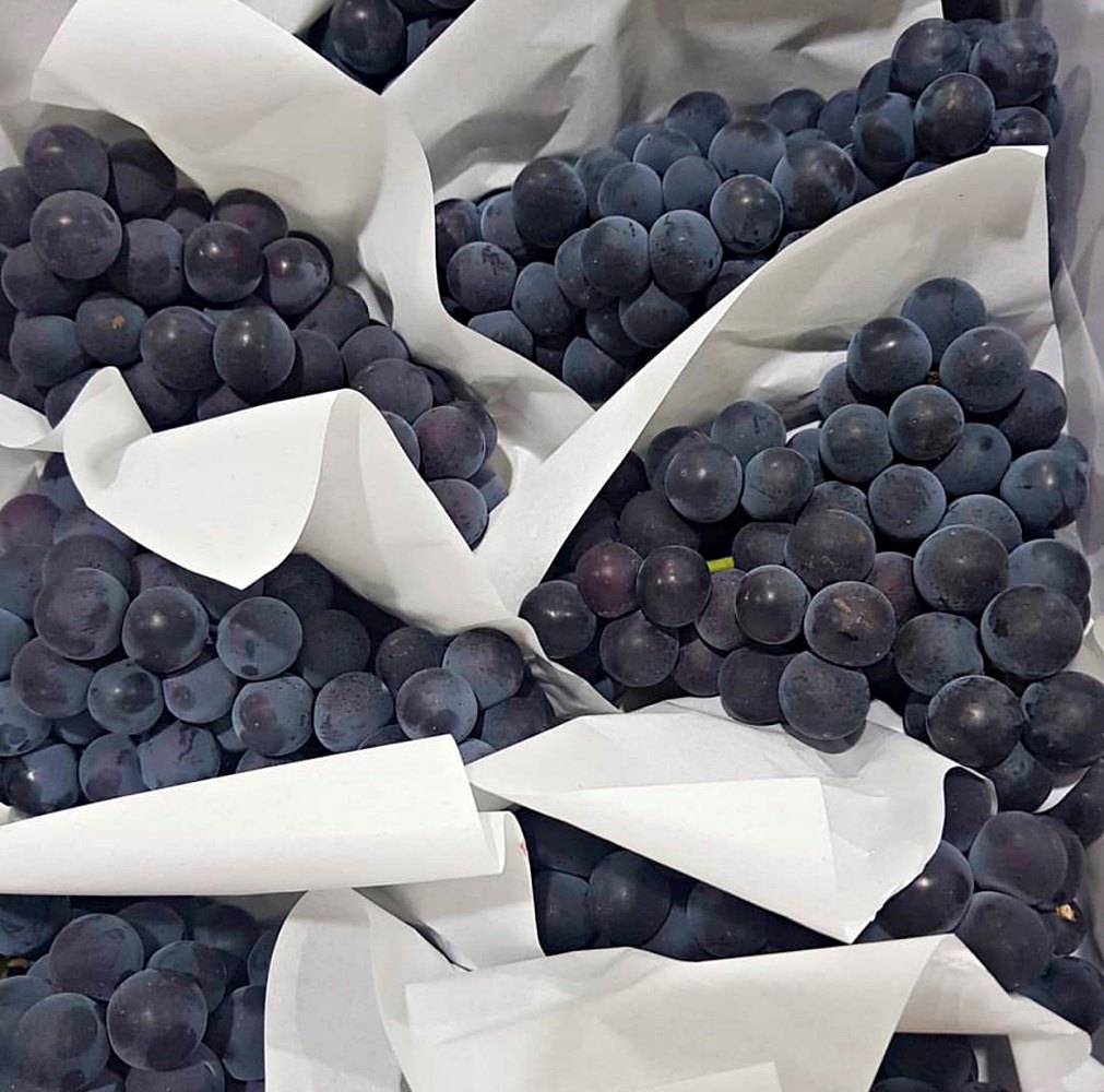 영동 상주 경산 캠벨포도 겨울 세르단포도 1kg 2kg 3kg - 상세 이미지 3
