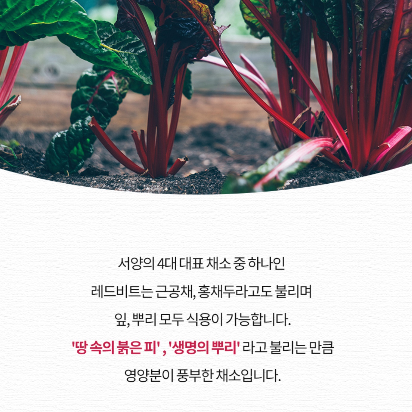국내산 레드 비트 분말 500g 파우더 가루 주스 차 국산 - 상세 이미지 4