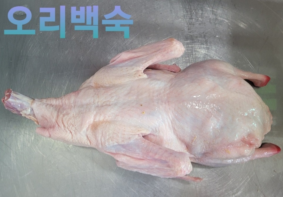 당일도계 살아있닭 대형 생오리 2kg내외 백숙용 로스용 오리탕용 - 상세 이미지 2