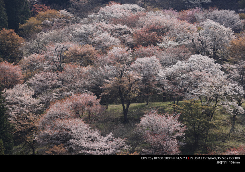 CANON 캐논 RF100-500mm F4.5-7.1 L IS(백오백) 팬싸,팬미팅 대포렌즈 대여 상세 정보 21