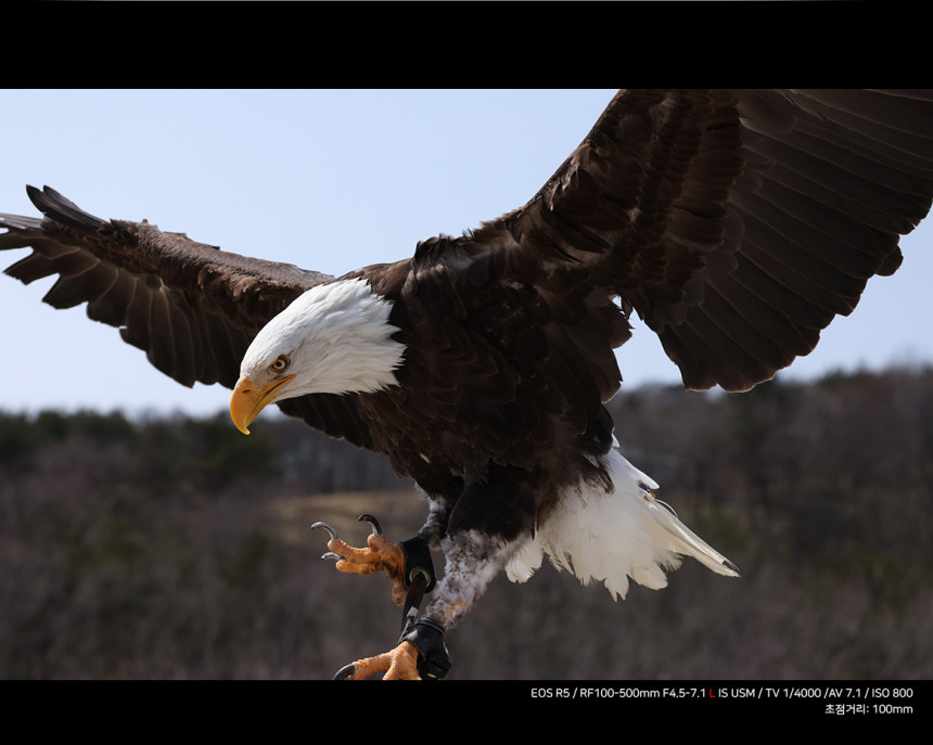 CANON 캐논 RF100-500mm F4.5-7.1 L IS(백오백) 팬싸,팬미팅 대포렌즈 대여 상세 정보 19