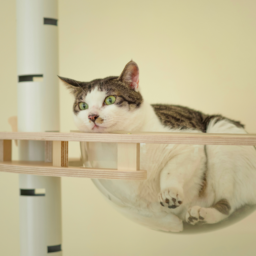 캣돌 파스텔 스틸 원목 캣폴 캣타워 C세트