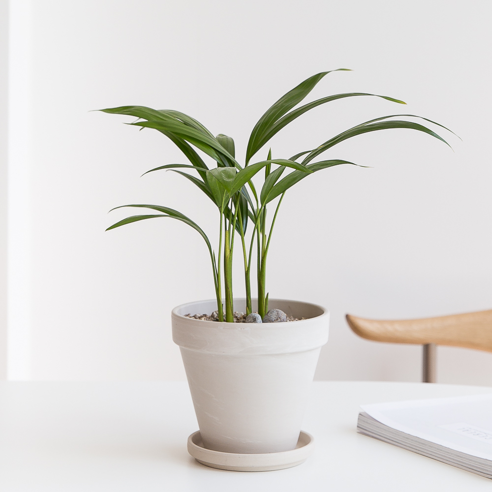 피플랜트 아레카야자 화이트토분 키우기 쉬운 반려 식물 인테리어 플랜테리어