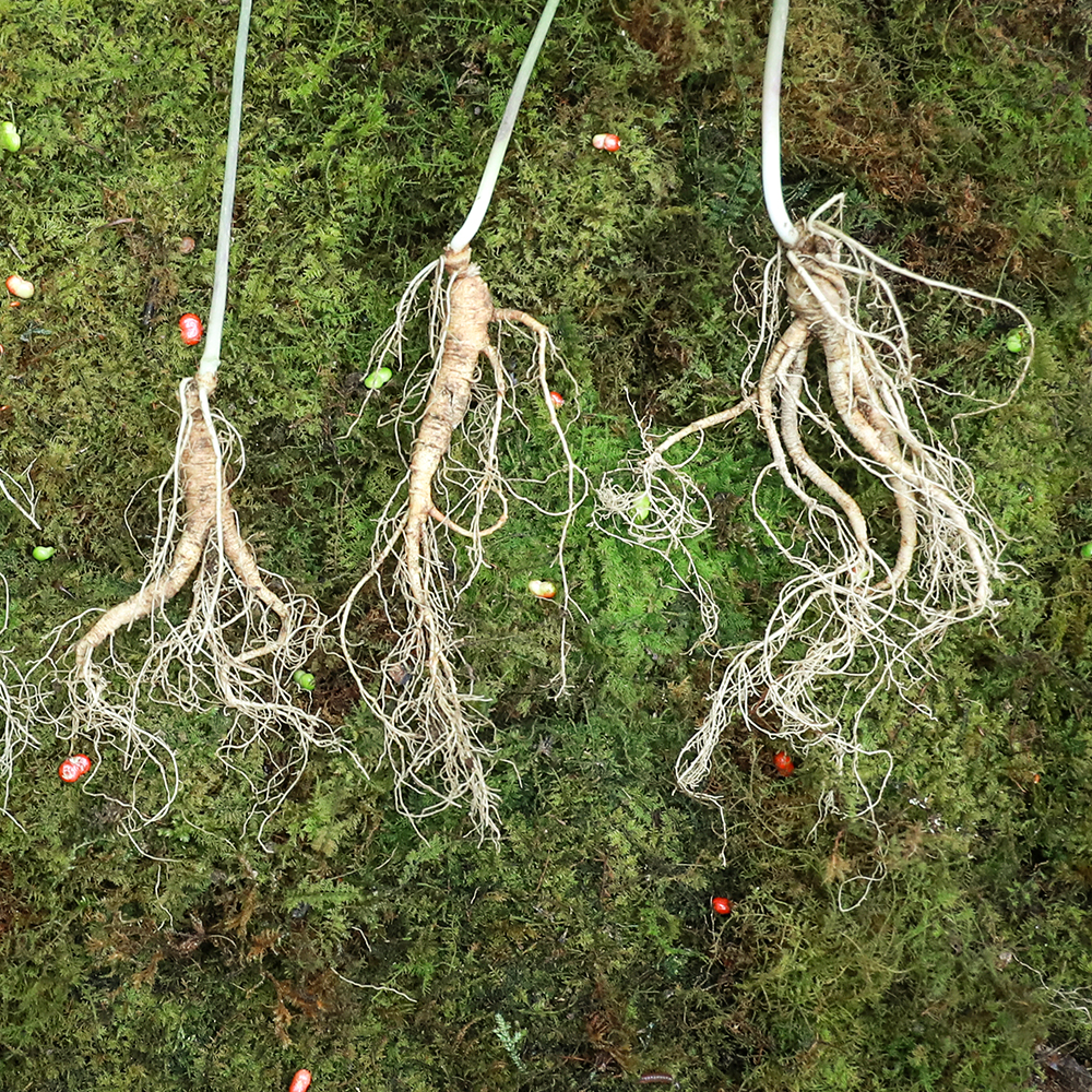 메키운삼 산양삼 장뇌삼 산양산삼 10년근 파삼 100g 10-20뿌리 - 상세 이미지 3