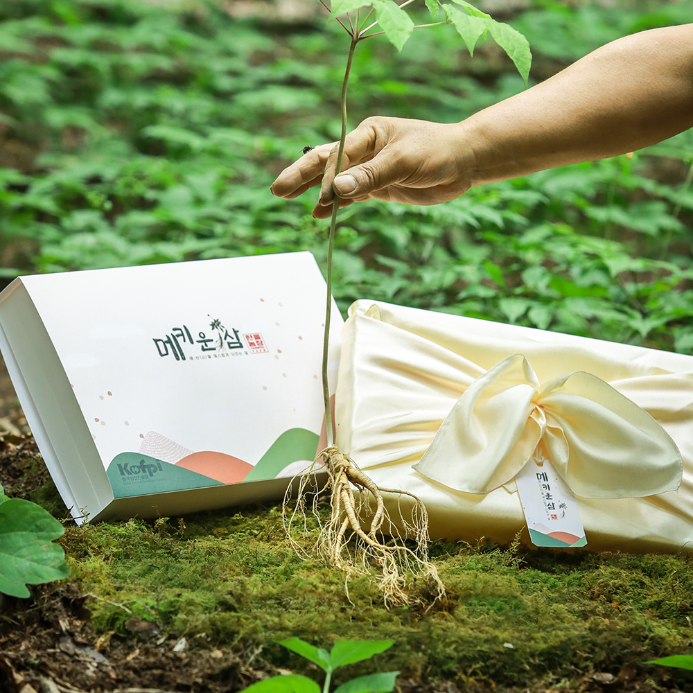 메키운삼 산양삼 장뇌삼 산양산삼 10년근 파삼 100g 10-20뿌리 - 상세 이미지 2