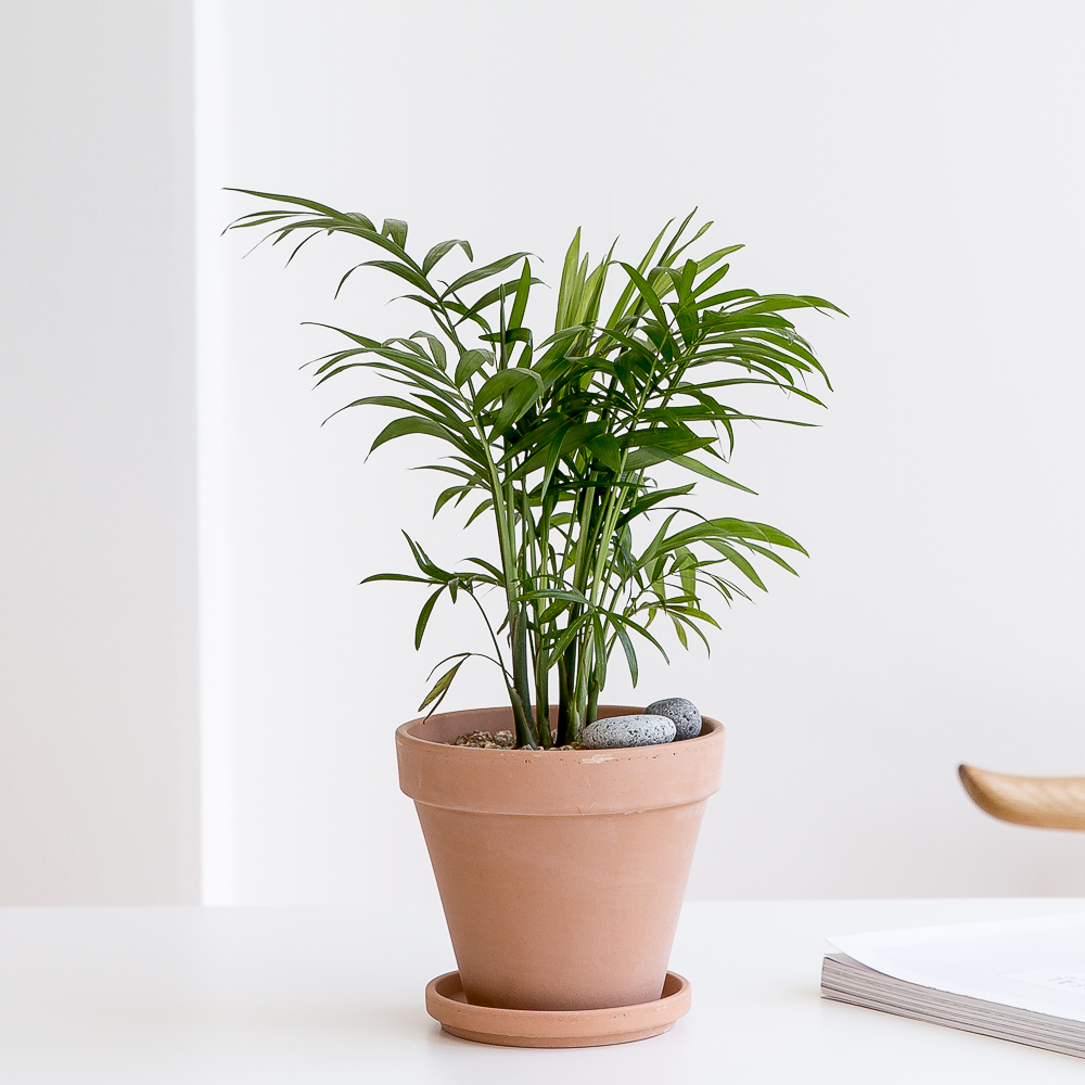 피플랜트 테이블야자 베이지토분 키우기 쉬운 반려 식물 인테리어 플랜테리어