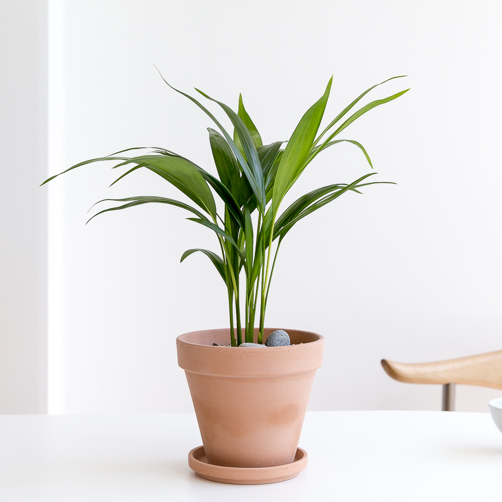 피플랜트 아레카야자 베이지토분 키우기 쉬운 반려 식물 인테리어 플랜테리어